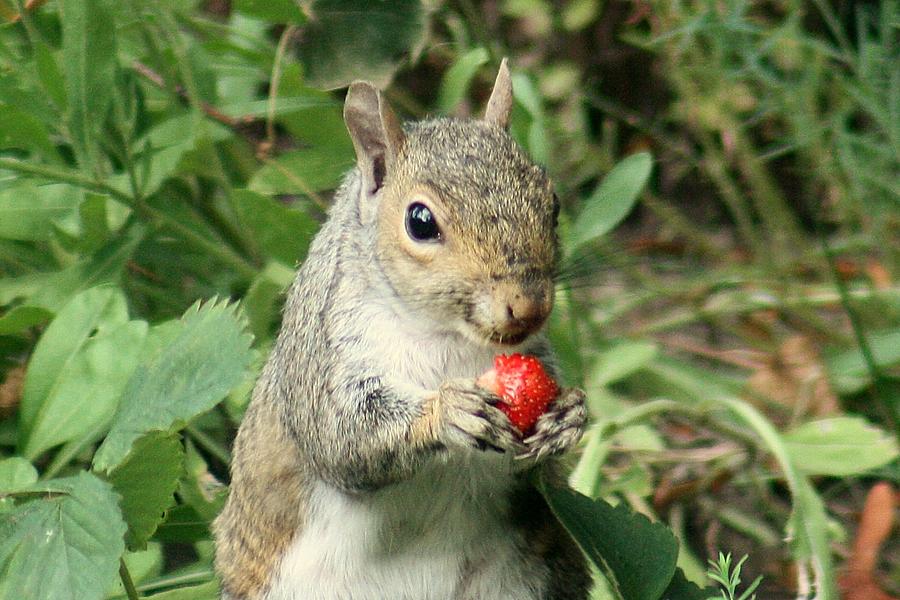 Strawberry Squirrel Photograph by John Cross Fine Art America