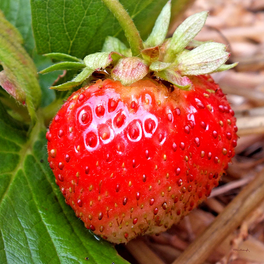 Strawberry Upclose Photograph by Duane McCullough