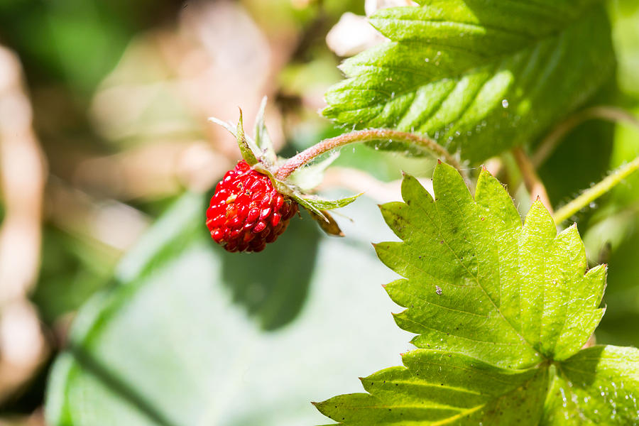 Strawberry Photograph by Voisin/Phanie