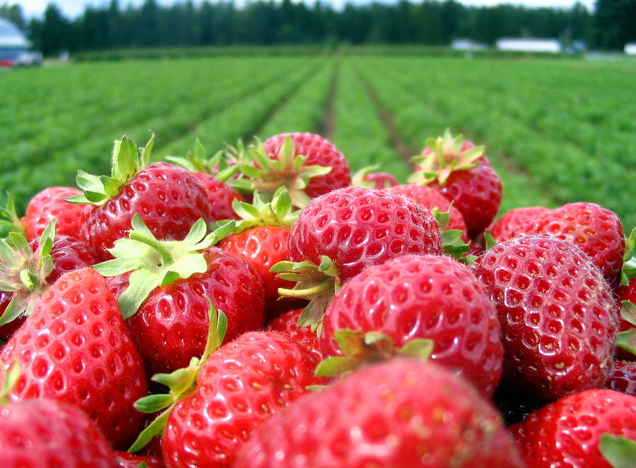 Strawberrys and field. Photograph by Pierredesvarre