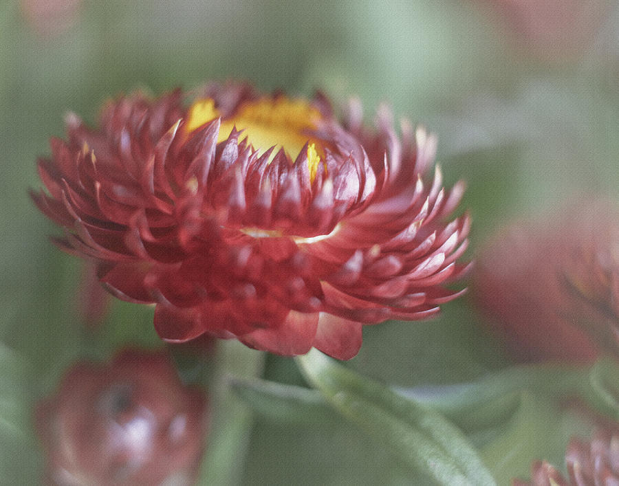 Strawflower Photograph by David and Carol Kelly
