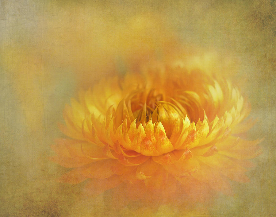 Strawflower III with Textures Photograph by David and Carol Kelly