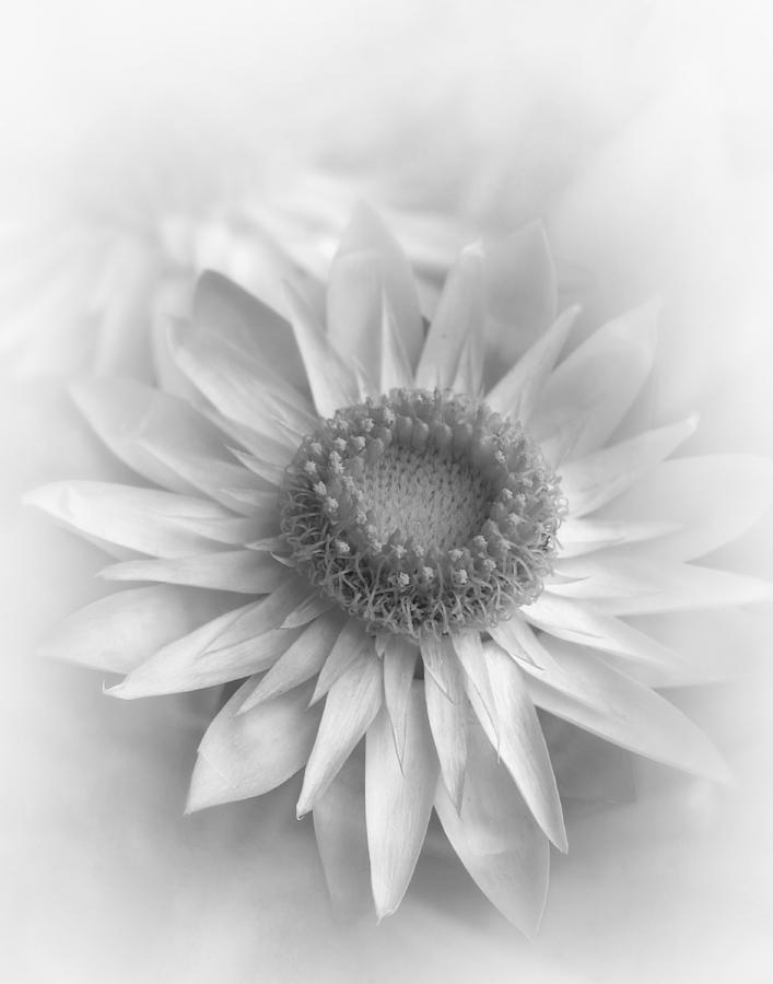 Black And White Photograph - Strawflower in Monochrome by David and Carol Kelly