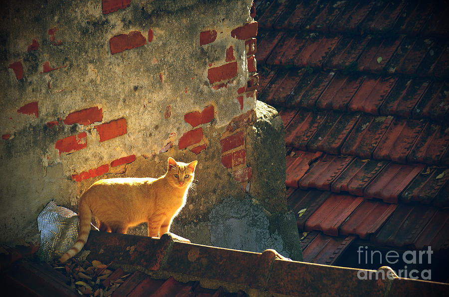 Summer Photograph - Stray Cat by Carlos Caetano