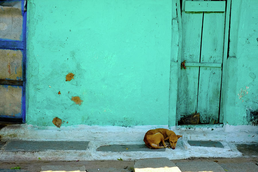 Stray Dog On Street Against Green Photograph by Prajoesh Chathoth / Eyeem Stray Dog On Street Against Green Photograph by Prajoesh Chathoth / Eyeem