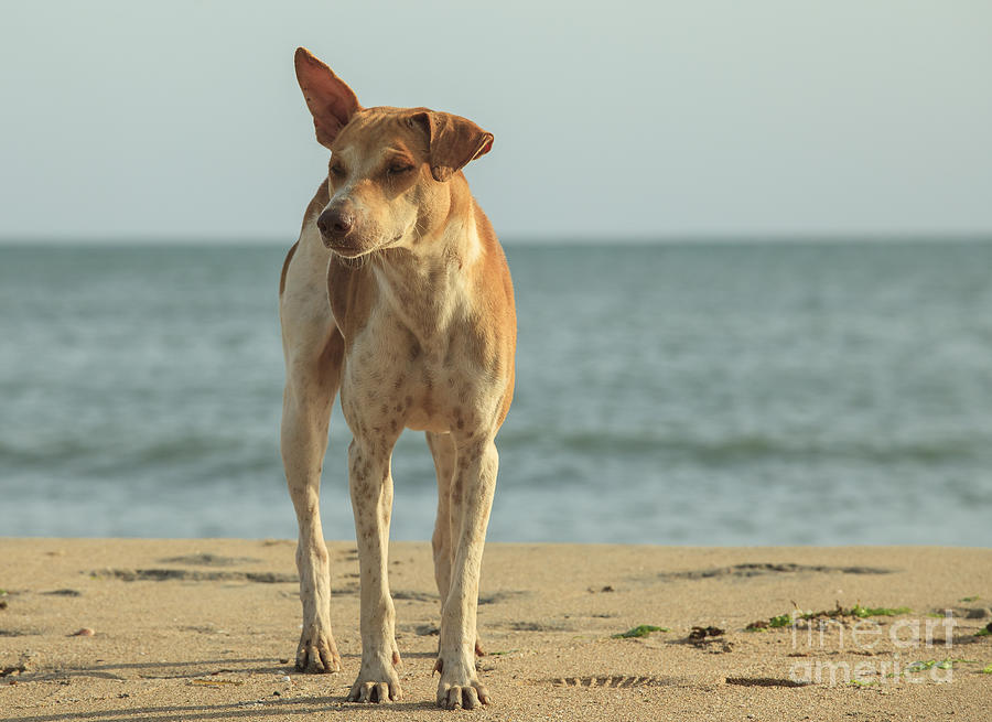 Stray dog on the beach Photograph by Patricia Hofmeester