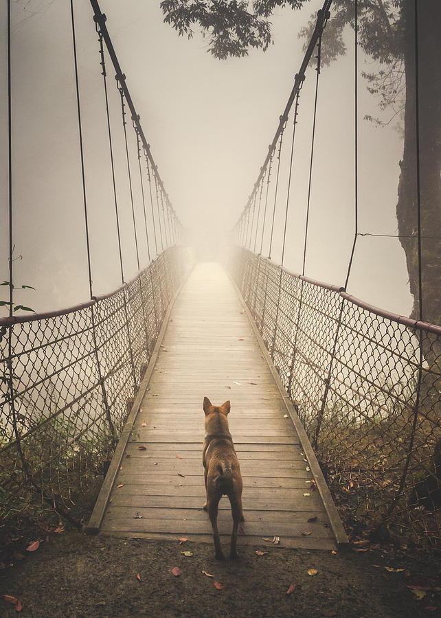 Stray Dog Photograph by Shuwen Wu