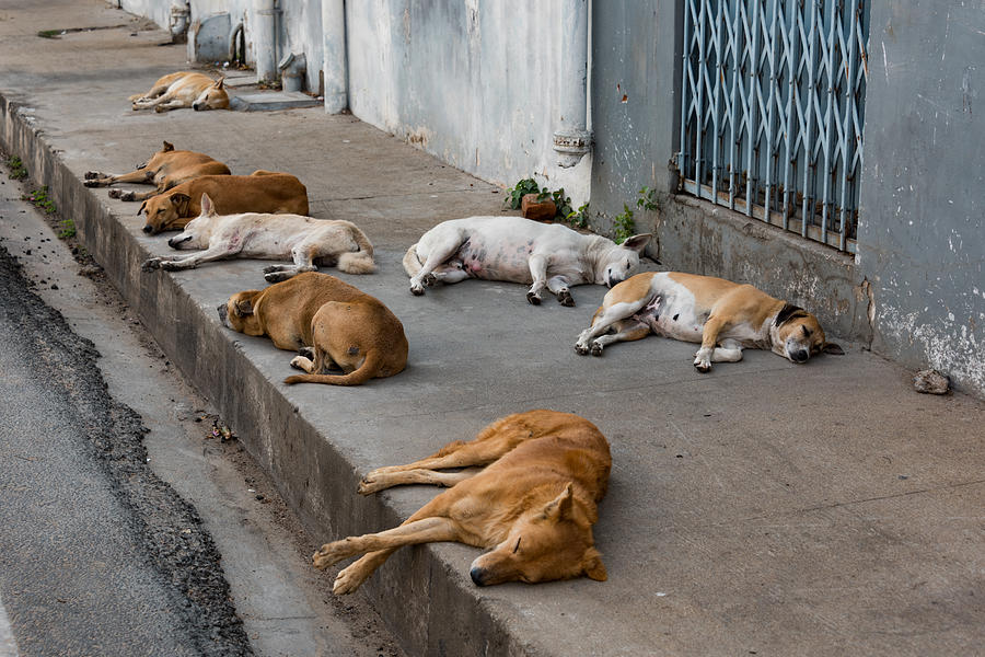 Stray dogs sleeping on the pavement, Pondicherry, India - Let sleeping dogs lie! Photograph by Malcolm P Chapman
