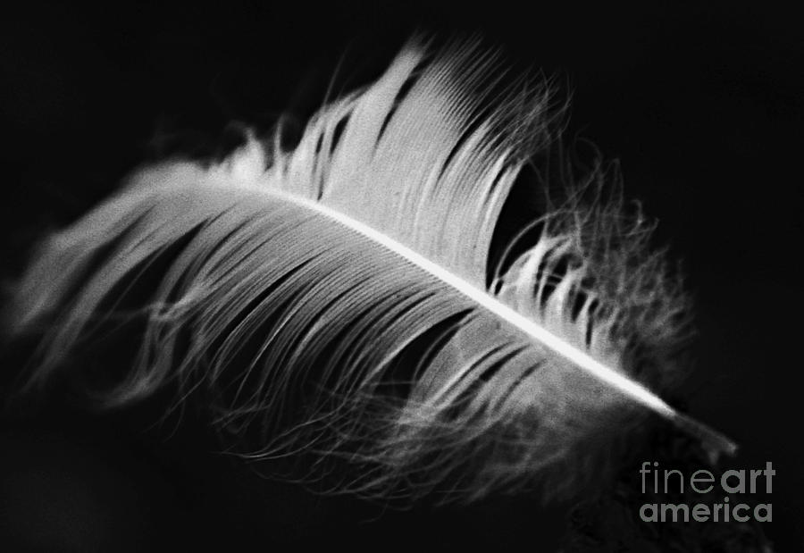 Nature Photograph - Stray Feather by Stephanie  Buckley