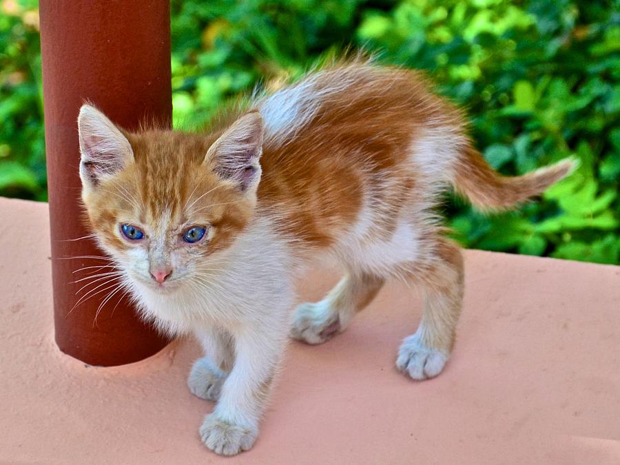 Stray Kitten Photograph by Ricardo J Ruiz de Porras