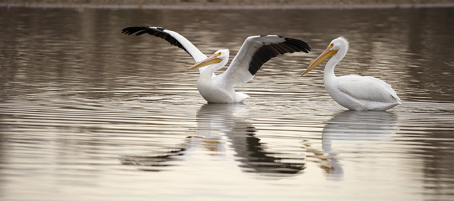 Pelican Photograph - Streaching its Wings  by Gary Langley