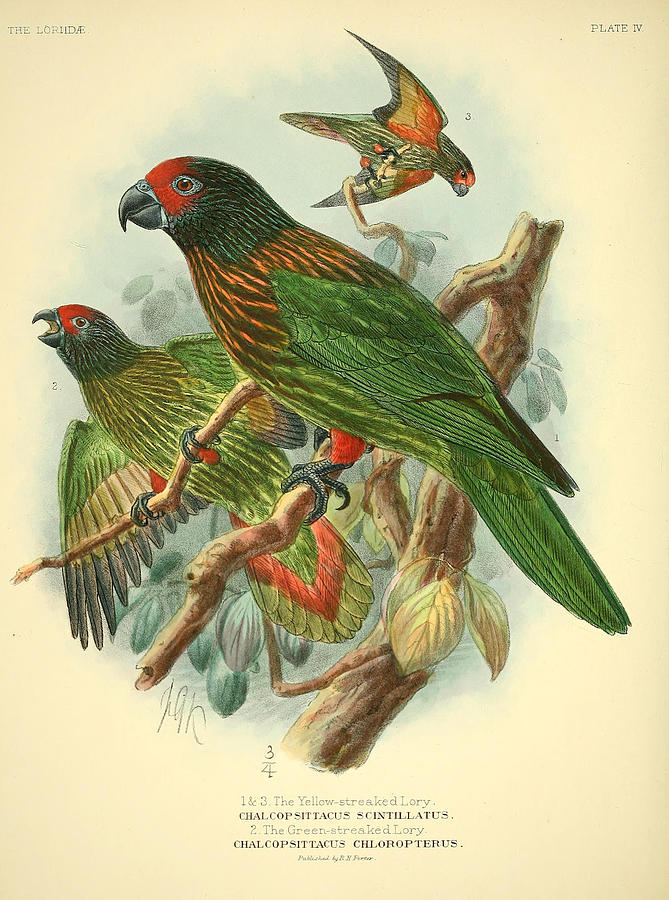 John James Audubon Painting - Streaked Lory by Dreyer Wildlife Print Collections 