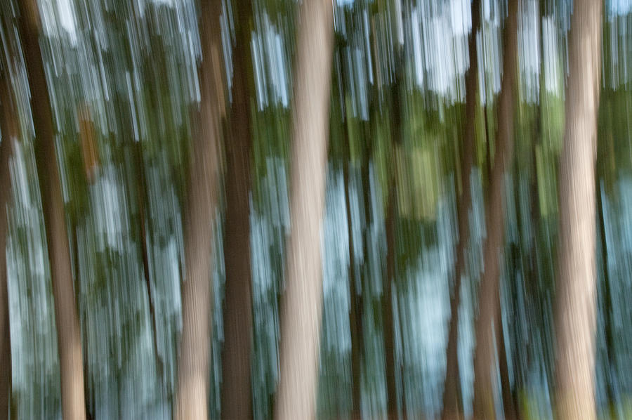 Streaky Trees at Big Cedar Lake 1 Photograph by Rob Huntley