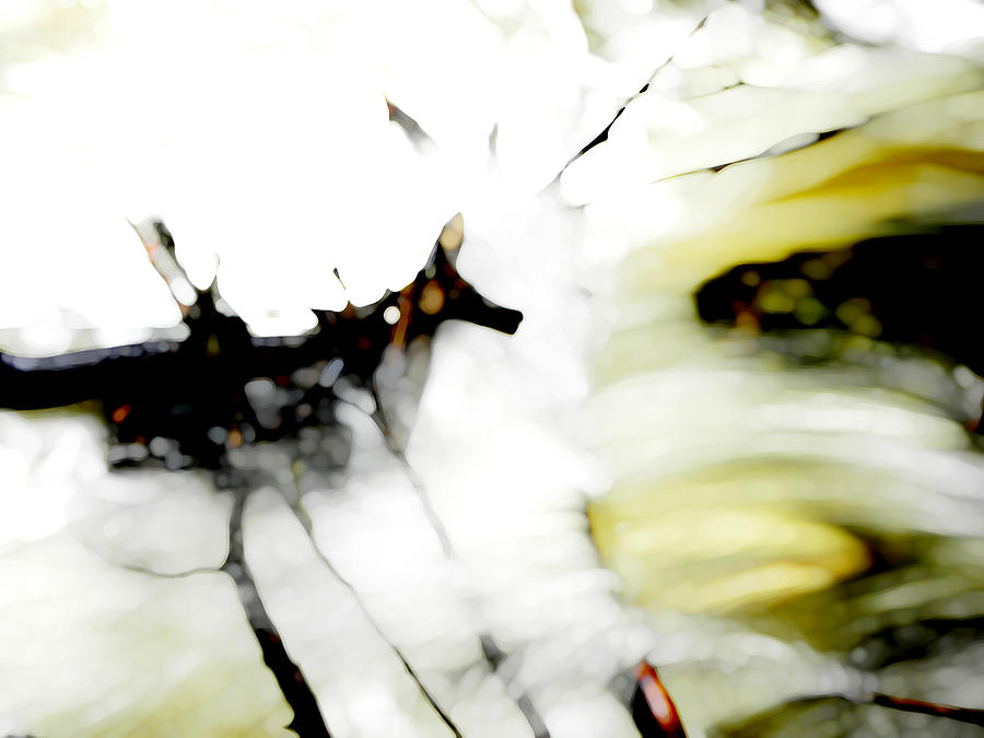 Abstract Photograph - Stream Branches by John Goyer