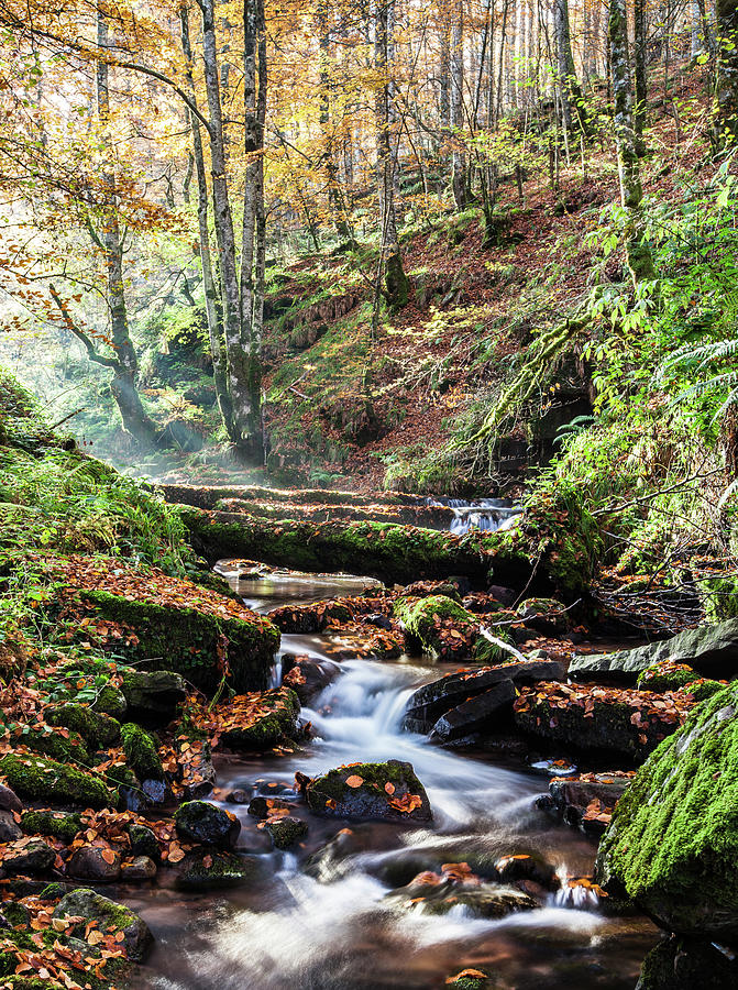 Stream Flowing Through Autumn Forest Photograph by Pablo García Osés