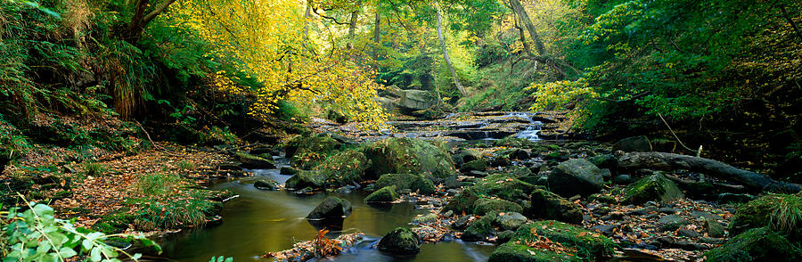Stream Flowing Through Forest, Eller Photograph by Panoramic Images