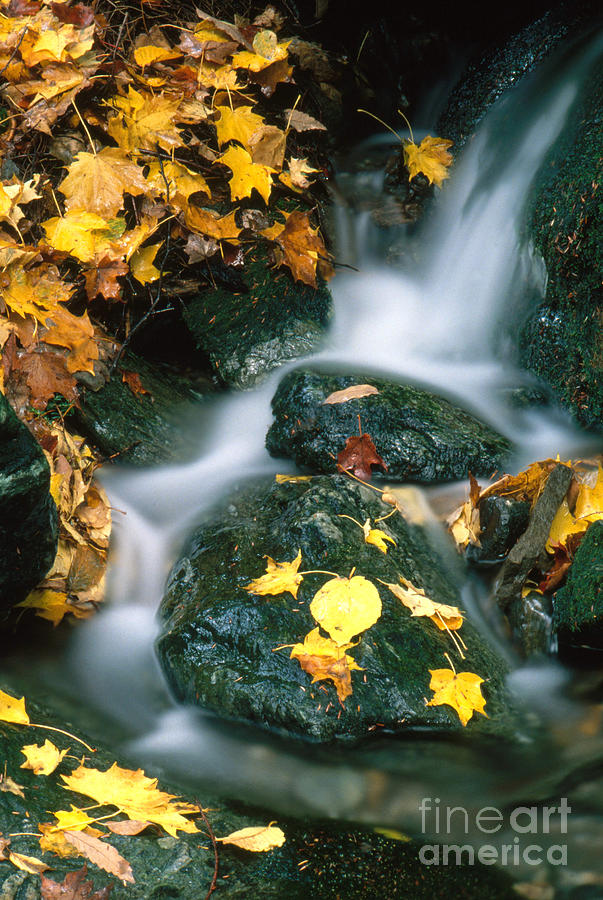 Stream In Autumn Photograph by George Ranalli