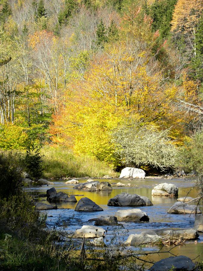 Stream in Autumn Photograph by Jewels Hamrick