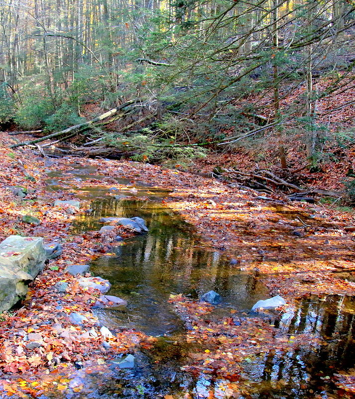Waterscape Photograph - Stream in autumn with leaves by Valerie Stein