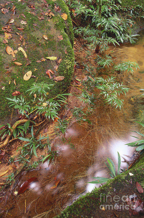 Stream In Rainforest Photograph by Art Wolfe