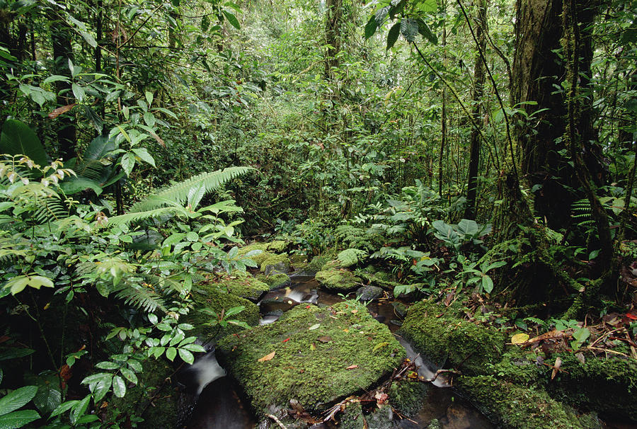 Stream In Rainforest Mt Bosavi Papua Photograph by Gerry Ellis