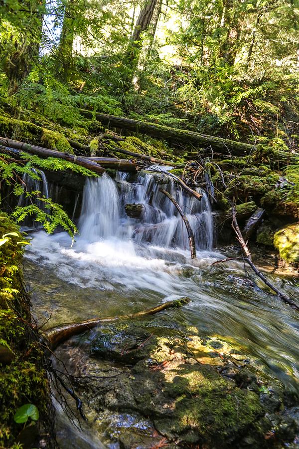 Stream in the woods Photograph by Lilpuma Studios - Pixels