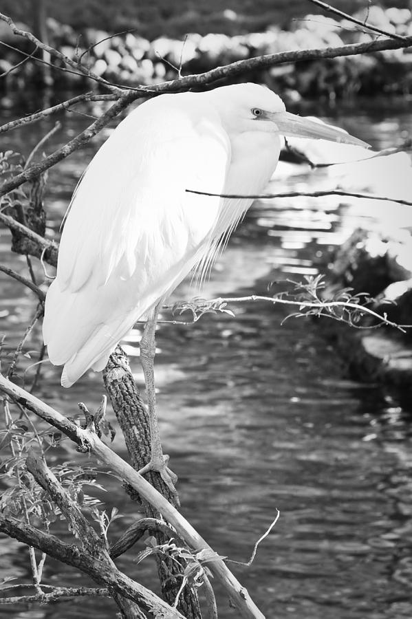 Stream Stalking...Snow Egret Photograph by Tammy Schneider