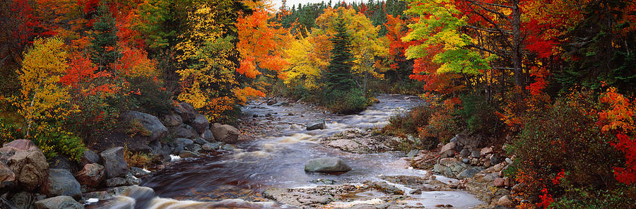 Stream With Trees In A Forest Photograph by Panoramic Images