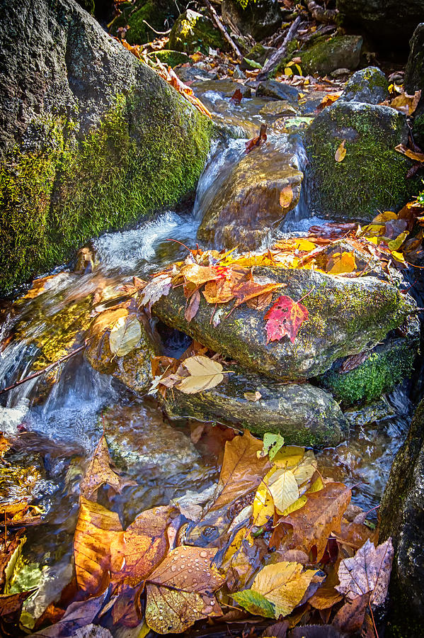 Streaming Leaves Photograph by Alan Raasch