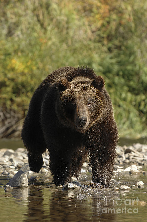 Grizzly Bear - Streaming Photograph by Wildlife Fine Art