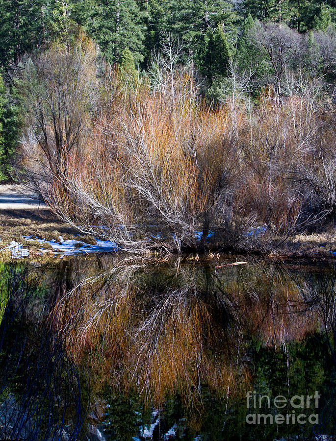 Streamside Willow and Reflection in Yosemite Photograph by Dan Hartford