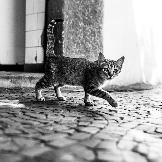 Cat Photograph - Street Cat, Brazil by Aleck Cartwright