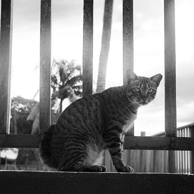Animal Photograph - Street Cat In Singapore by Aleck Cartwright