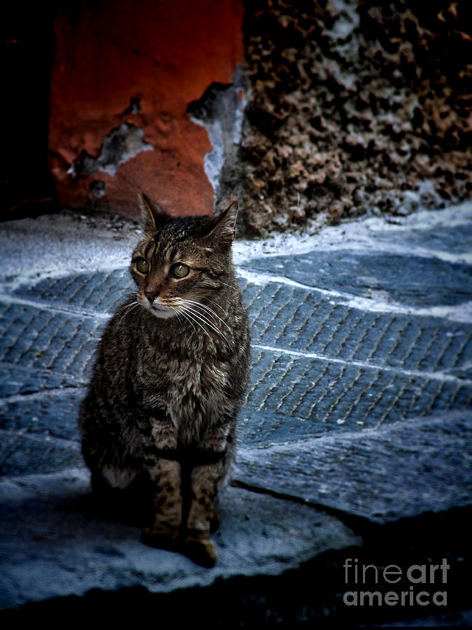 Street Cat Photograph by Karen Lewis