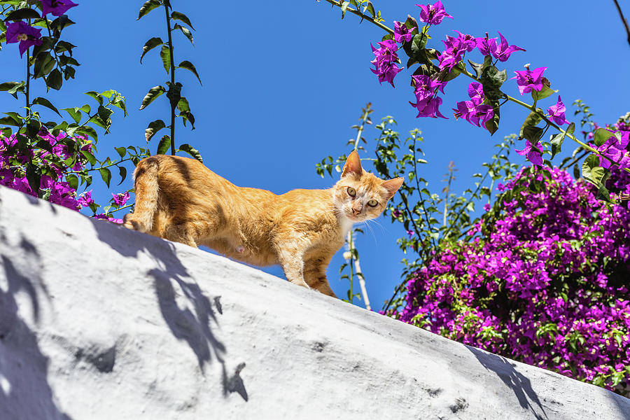 Street Cat On The Wall In Mykonos Photograph by Deimagine