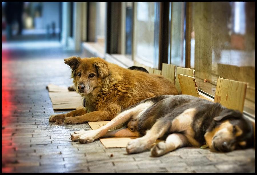 Street Dogs Of Athens Photograph by Matt Cardy Street Dogs Of Athens Photograph by Matt Cardy