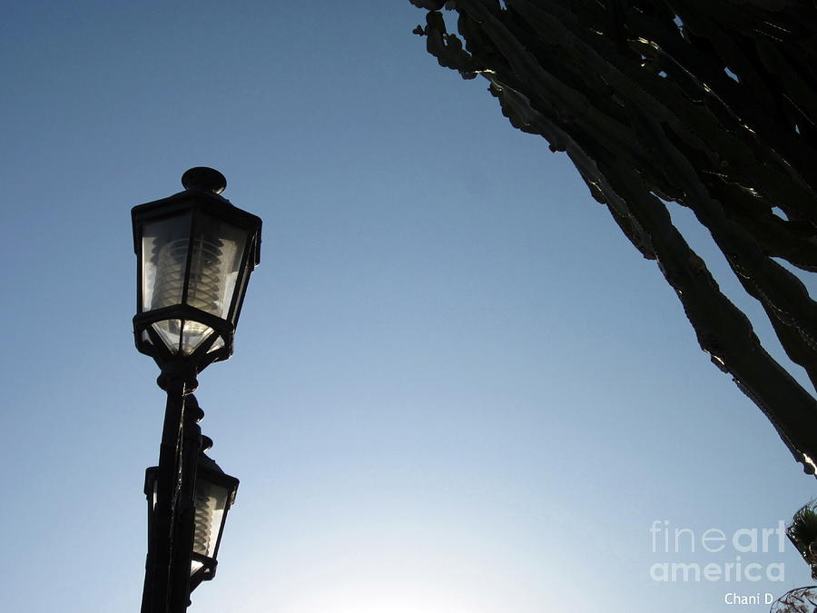 Street lamp and cactus Photograph by Chani Demuijlder