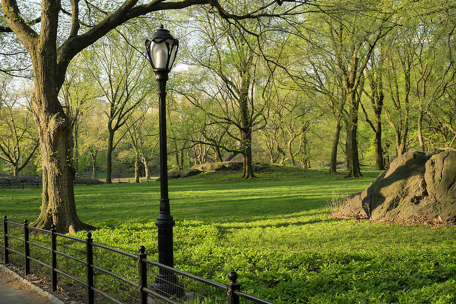 Street Lamp In Central Park Photograph by Steve Lewis Stock