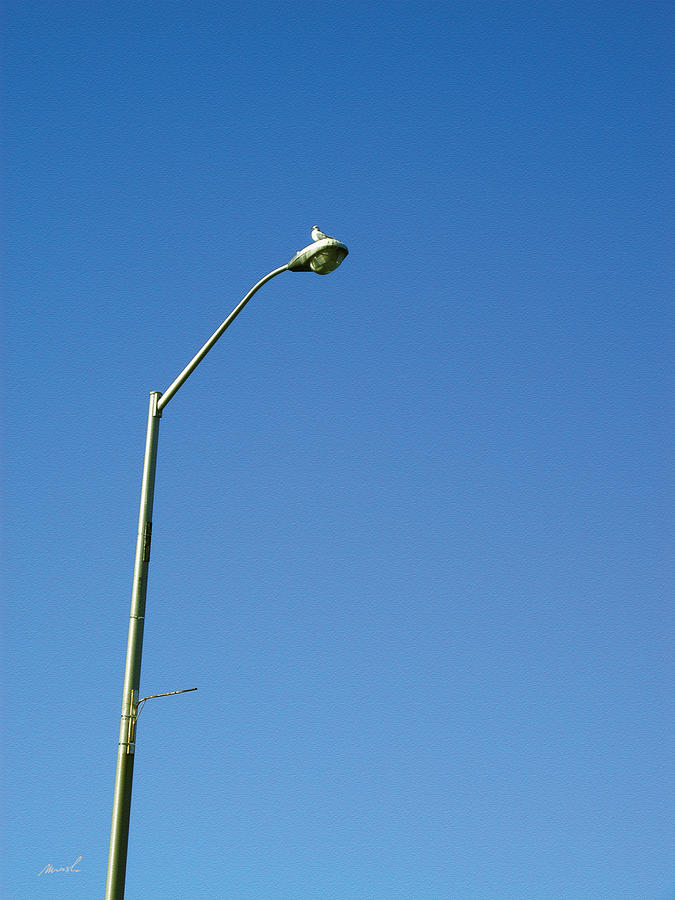 Seagull Photograph - Street Lamp by The Art of Marsha Charlebois