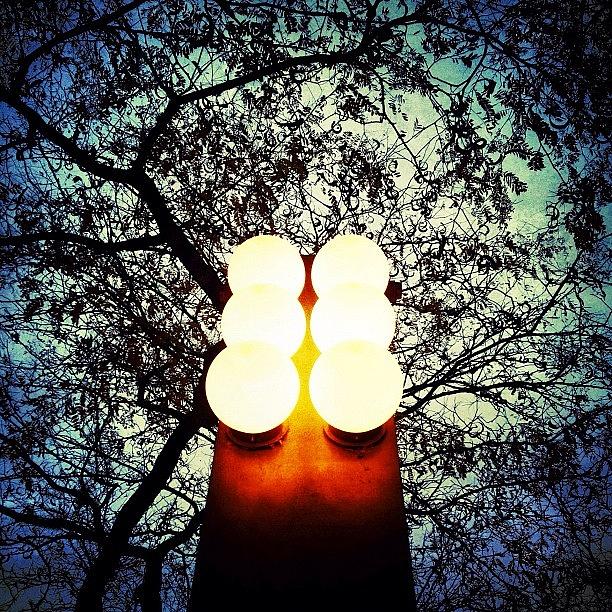 Tree Photograph - Street Lamp by Nathalie Longpre