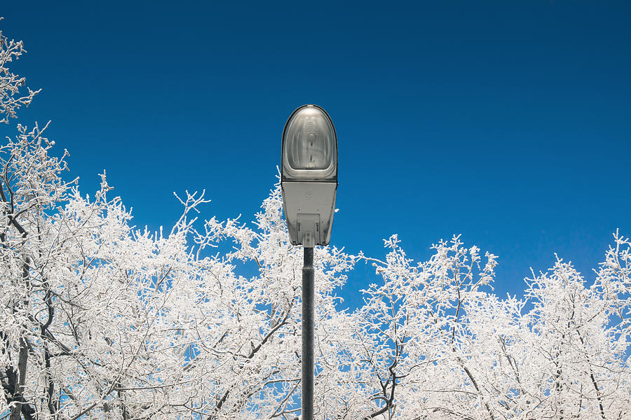 Street Light With White Branches Of Photograph by Dmitry Savin