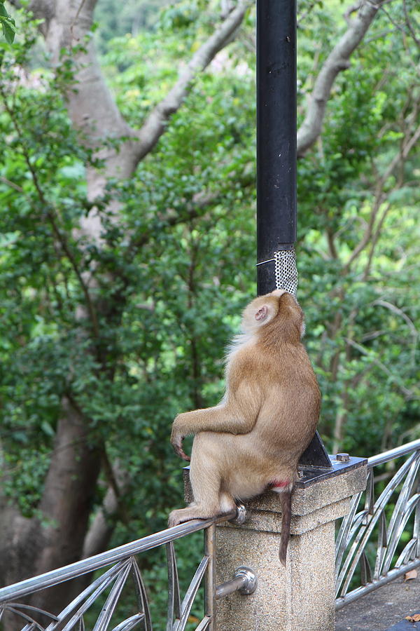 Monkey Photograph - Street Monkey - Phuket Thailand - 01133 by DC Photographer