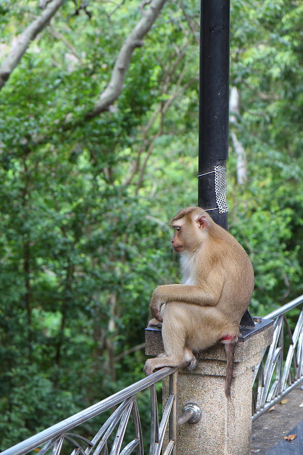 Monkey Photograph - Street Monkey - Phuket Thailand - 01134 by DC Photographer