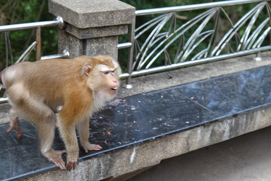 Monkey Photograph - Street Monkey - Phuket Thailand - 01137 by DC Photographer