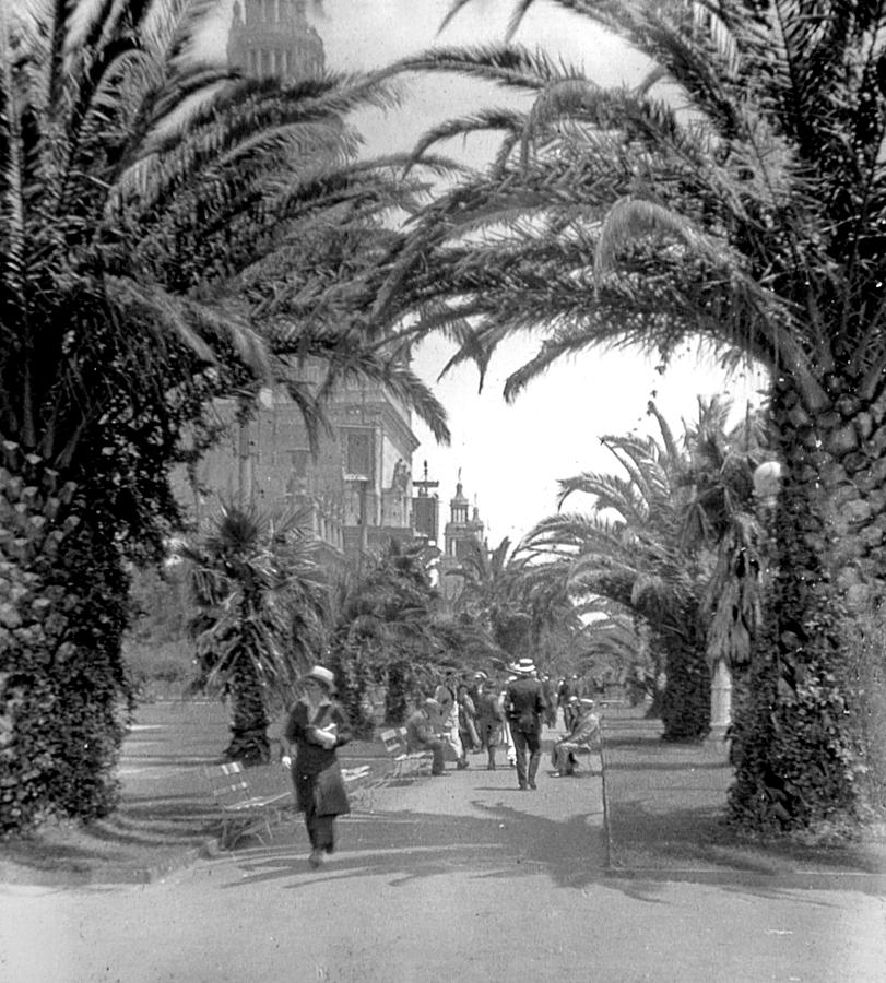 Avenue of the Palms, San Francisco Photograph by A Macarthur Gurmankin