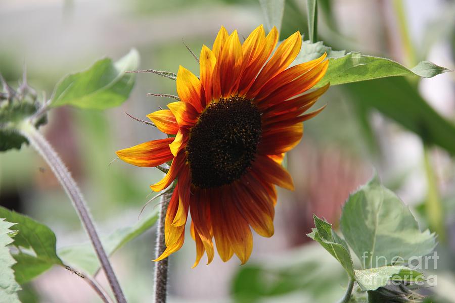 Street Sunflower  Photograph by Yumi Johnson