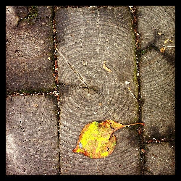 Chicago Photograph - Streets Paved With Wood Blocks #chicago by Lacie Vasquez