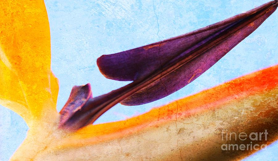 Strelitzia Abstract Photograph by Clare Bevan