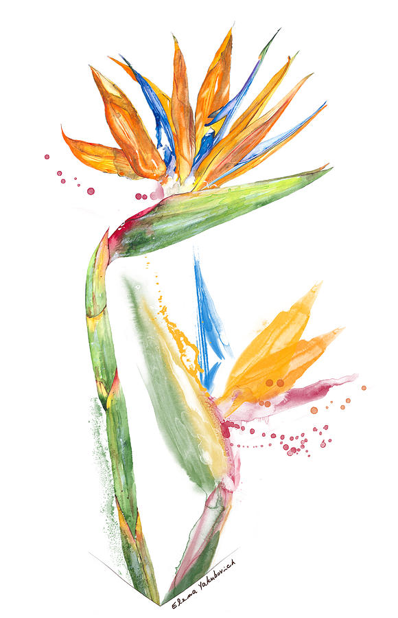 Flower Painting - Strelitzia - Bird Of Paradise 13 Elena Yakubovich by Elena Daniel Yakubovich