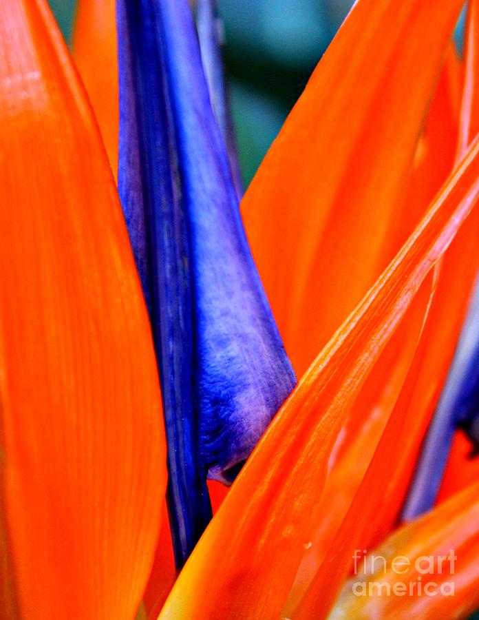 Strelitzia Colour Photograph by Clare Bevan